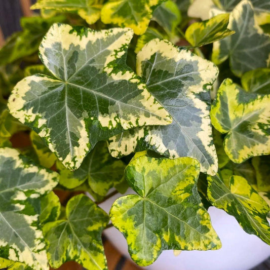 Hedera Helix Variegated Ivy - View 18 from www redcrocus com