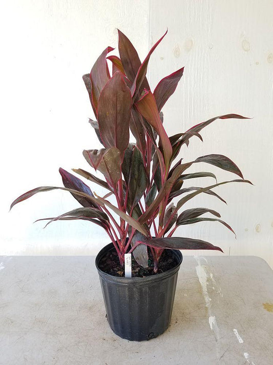 Cordyline Fruticosa Assorted - View 11 from www redcrocus com