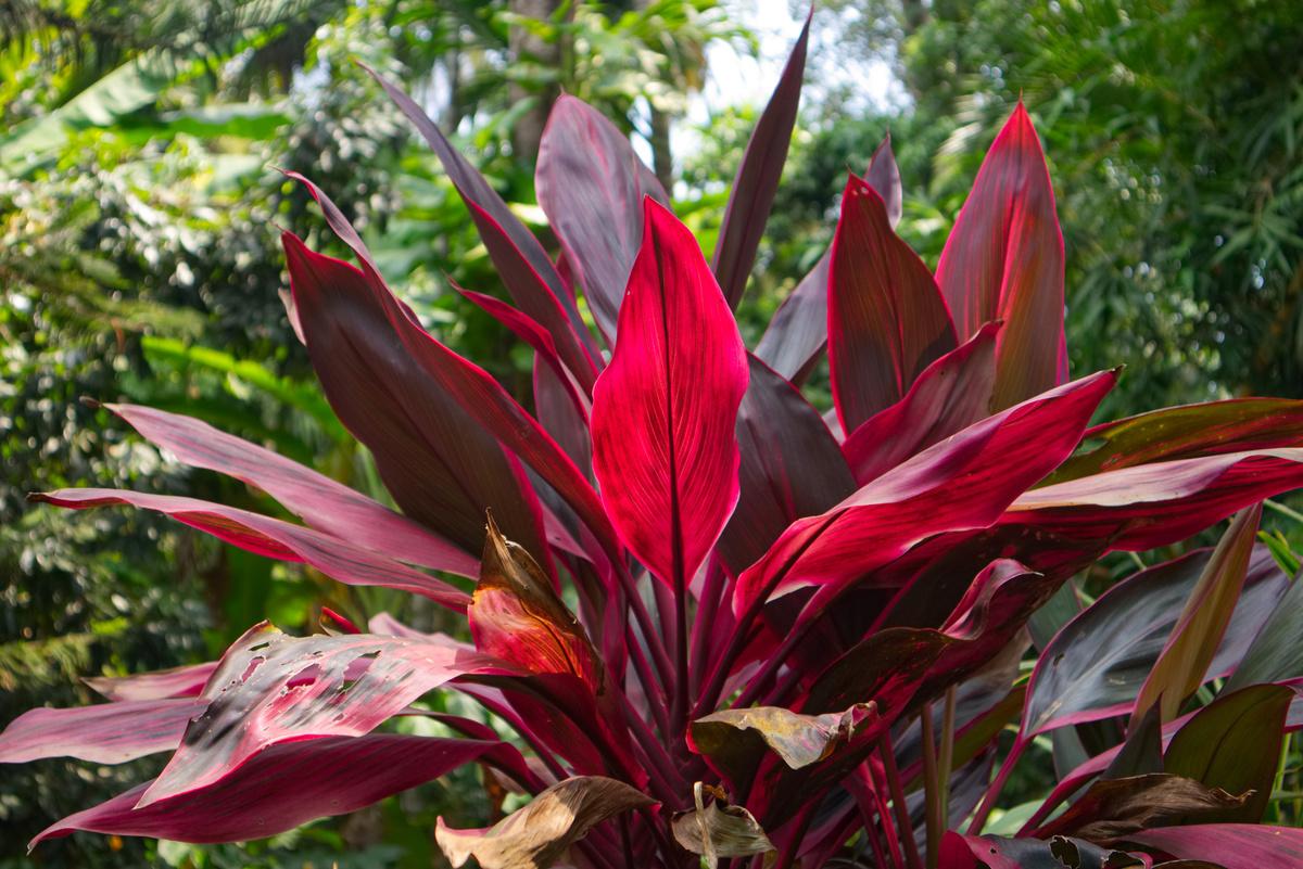 Cordyline Fruticosa Assorted - View 6 from www redcrocus com