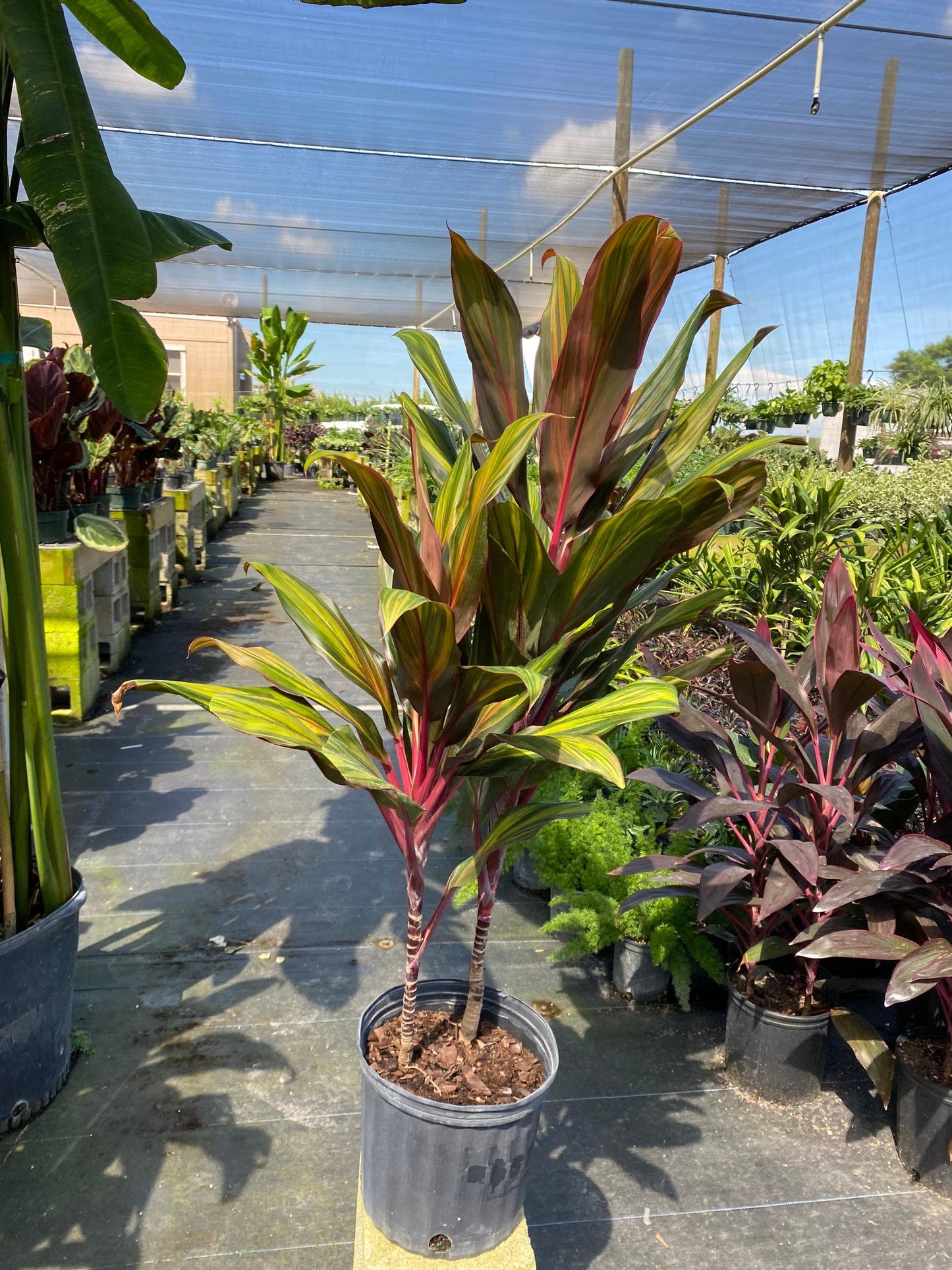 Cordyline Fruticosa Assorted - View 9 from www redcrocus com