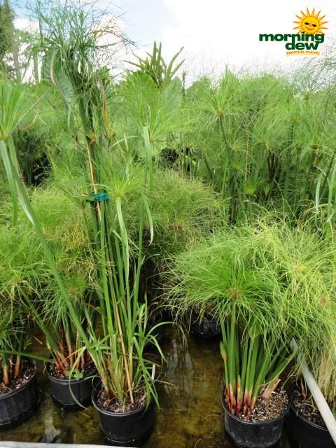 Cyperus Papyrus Little Tut 11 04d4a8db Ba6a 4e34 Bf48 58c8cffad9e7 from www redcrocus com