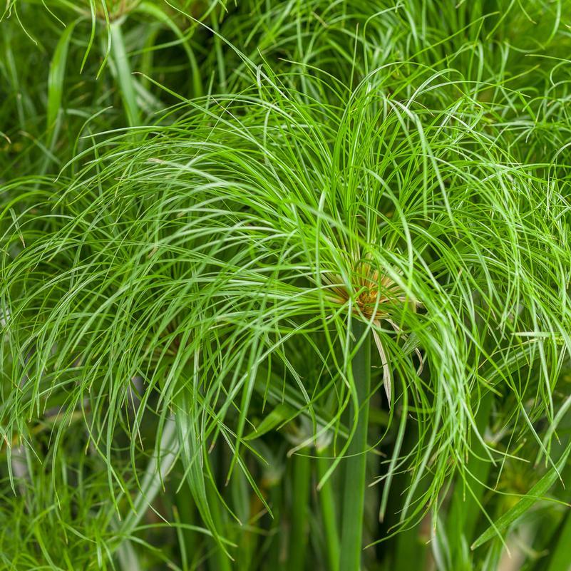 Cyperus Papyrus Little Tut 15 Dba54657 Cbe1 418d 9549 C082770e1a30 from www redcrocus com