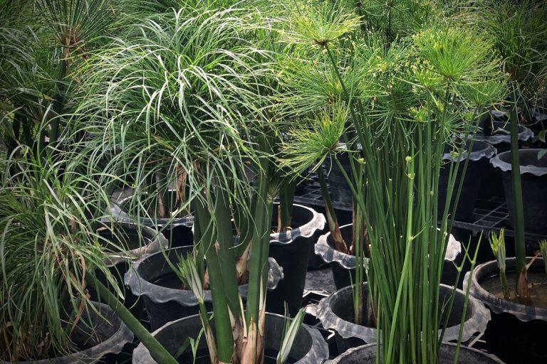 Cyperus Papyrus Little Tut 16 A2ce2ca9 B316 4576 82fd Bc0c64f81905 from www redcrocus com