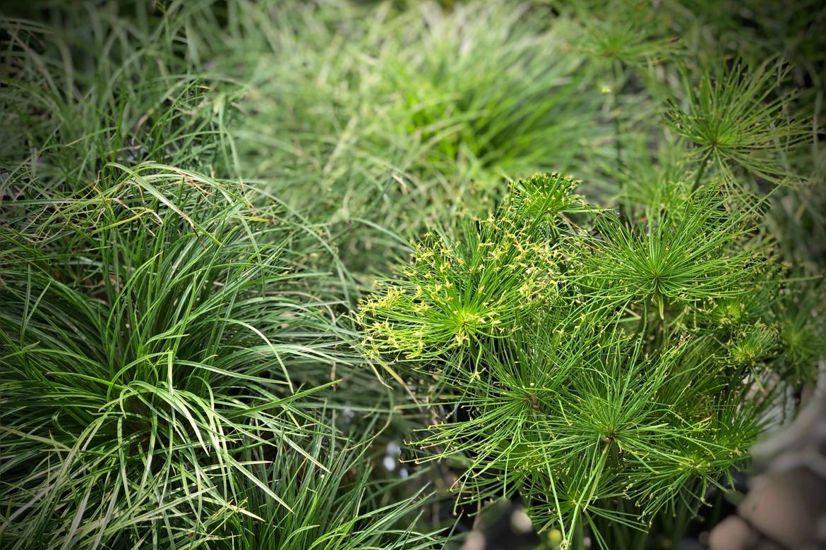 Cyperus Papyrus Little Tut 17 50a197cf F365 44a2 90f6 D5a20f04188f from www redcrocus com