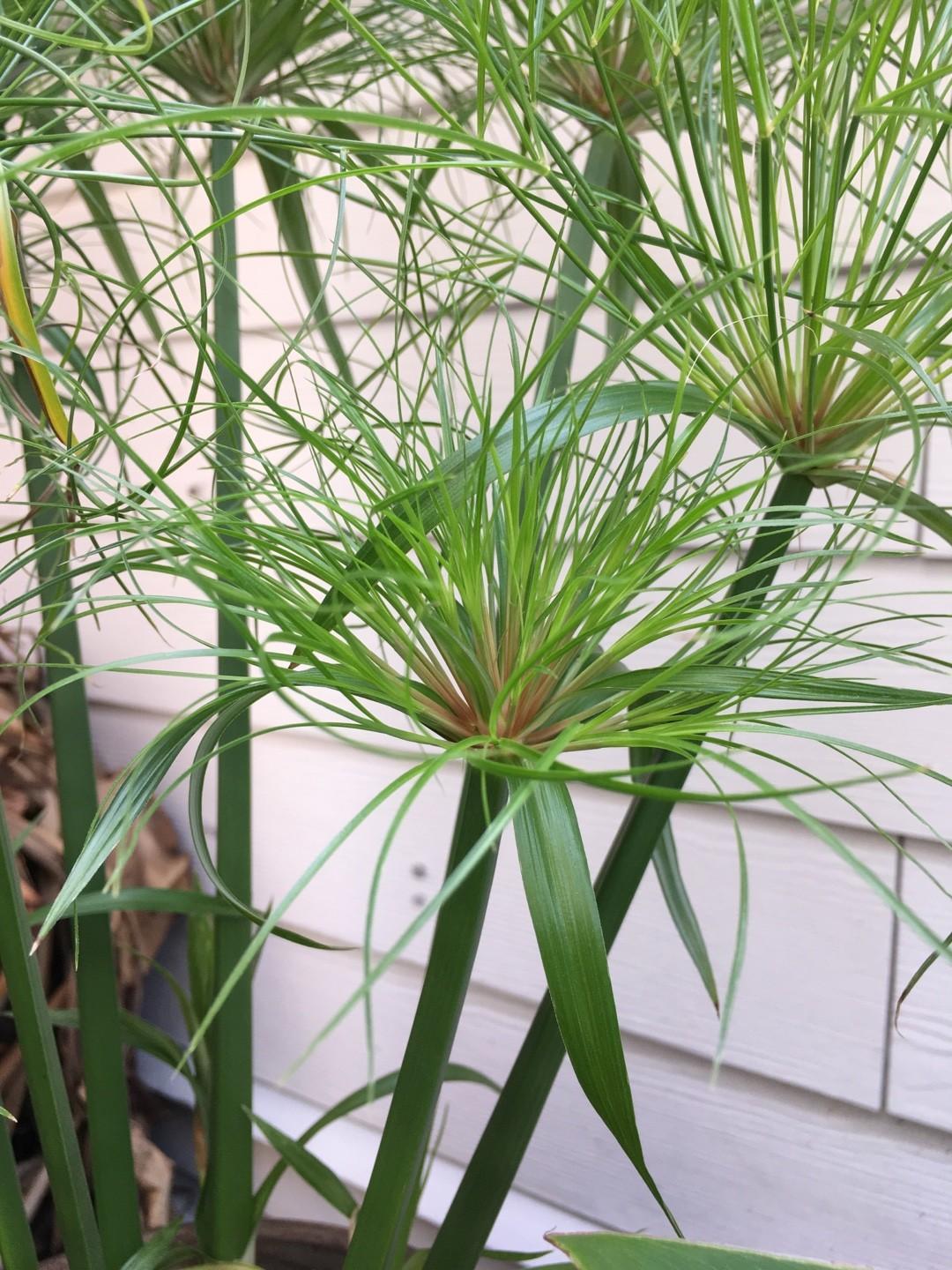 Cyperus Papyrus Little Tut 18 Fa9bd947 Deb8 4790 Ab34 1c380b670e67 from www redcrocus com