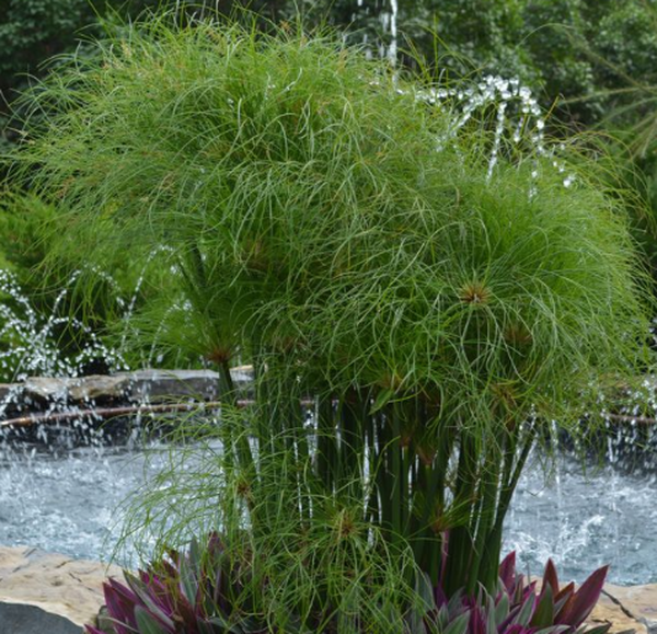 Cyperus Papyrus Little Tut 19 C4708a3b 02bc 4134 8f30 9ac8e37b95e6 from www redcrocus com