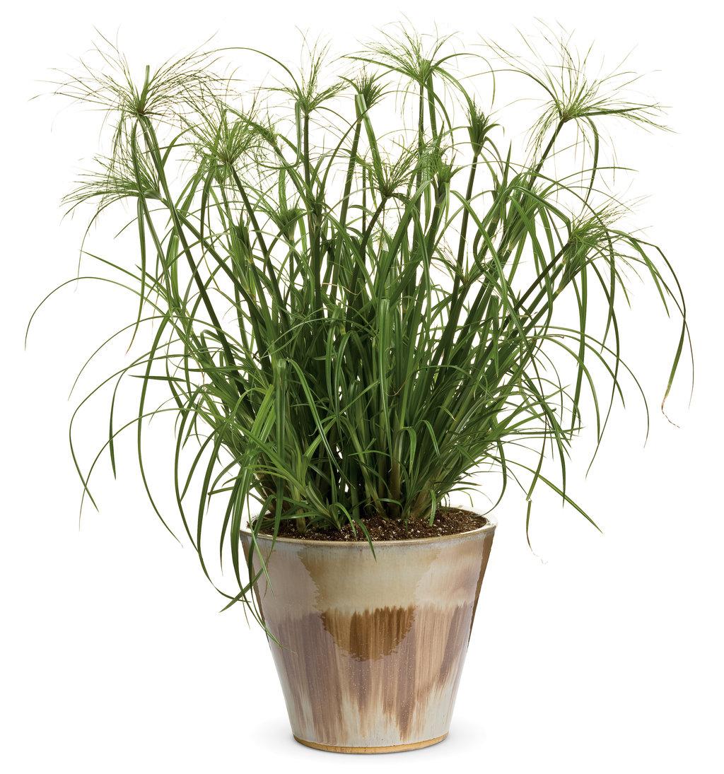 Cyperus Papyrus Little Tut 20 2db681ba 4a90 4b47 809b 41eabe76a7ef from www redcrocus com