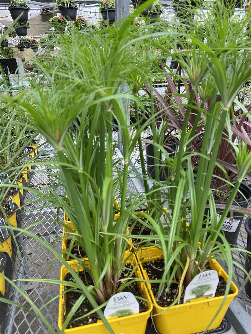 Cyperus Papyrus Little Tut 5 Bf7f5d94 10d8 472c 85bd Fbe76da4dedd from www redcrocus com