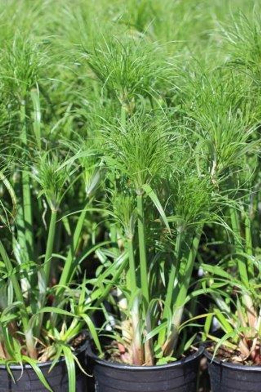 Cyperus Papyrus Little Tut 6 526fa529 3473 4f68 B259 6aa819bec14c from www redcrocus com