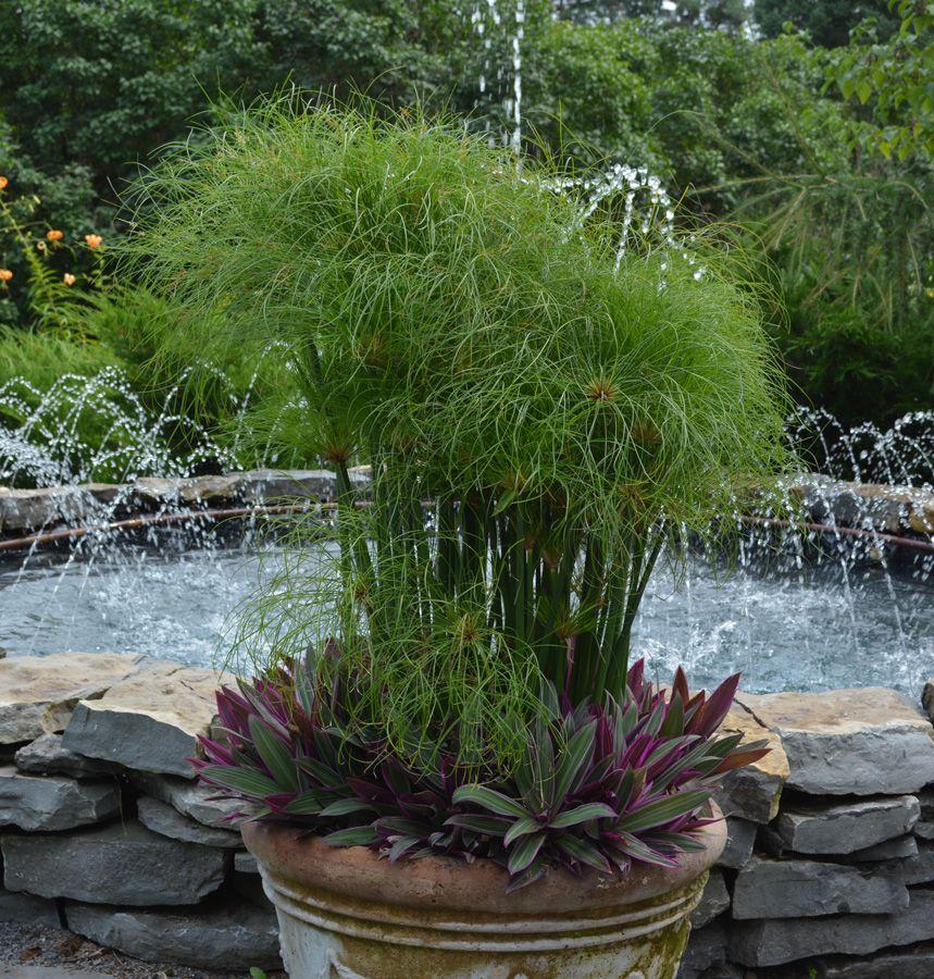 Cyperus Papyrus Little Tut 7 9e8da765 4215 4848 A7c3 C137bf068869 from www redcrocus com