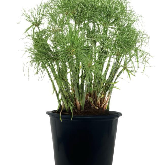 Cyperus Papyrus 27little Tut 27 15 32a7dd53 33e6 4563 8c68 C05b6a4a06cb from www redcrocus com