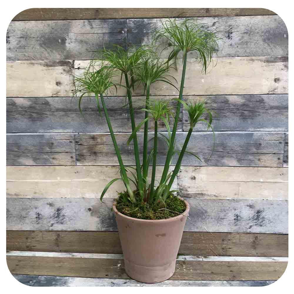 Cyperus Papyrus 27little Tut 27 1 Ab72142d 3101 4f84 B603 231ee9c0e342 from www redcrocus com