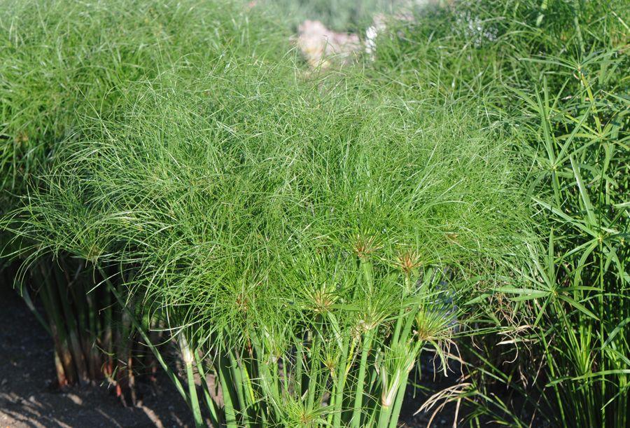 Cyperus Papyrus 27little Tut 27 3 33bda54f 8223 4c52 B4e2 874693ebc010 from www redcrocus com