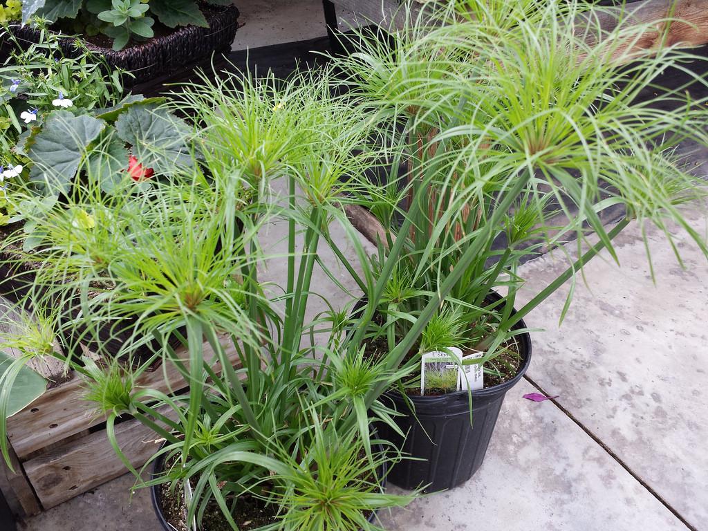 Cyperus Papyrus 27little Tut 27 5 C825bf9d 92be 4586 9558 6a82427b5b07 from www redcrocus com