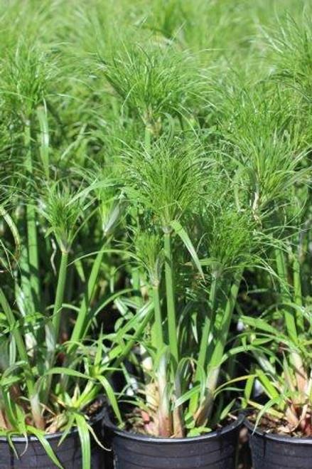 Cyperus Papyrus 27little Tut 27 8 C85a8562 3bc2 4fbe 8162 A0faf4245900 from www redcrocus com