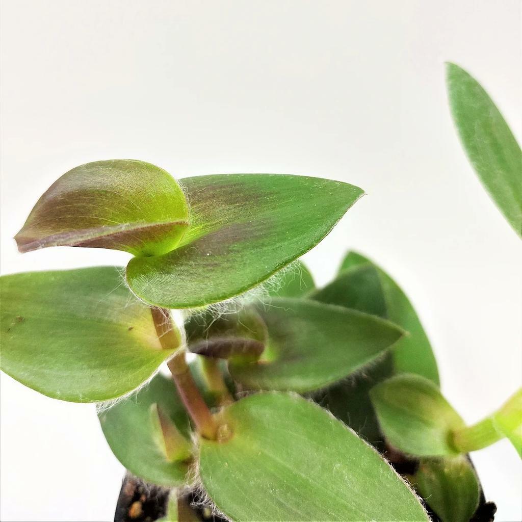 Tradescantia Assorted - View 3 from www redcrocus com