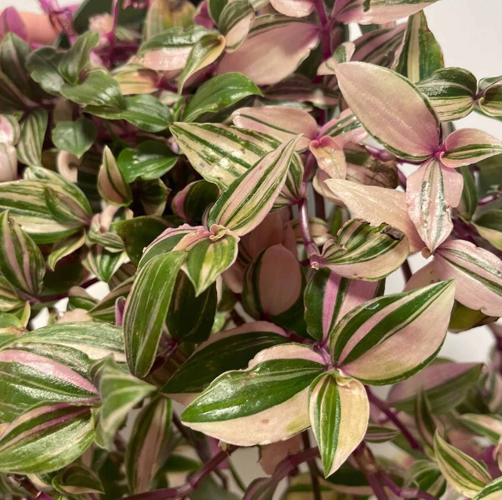 Tradescantia Assorted - View 7 from www redcrocus com