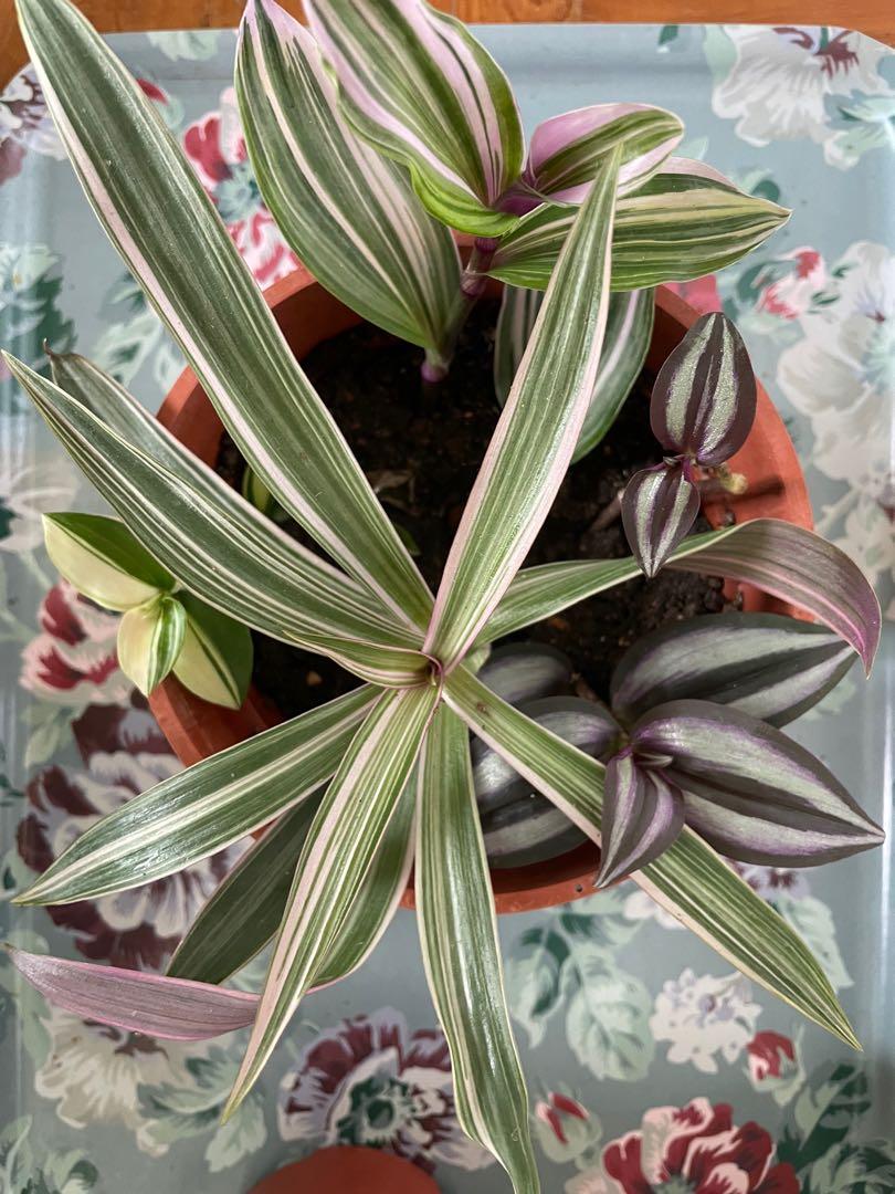 Tradescantia Assorted - View 8 from www redcrocus com