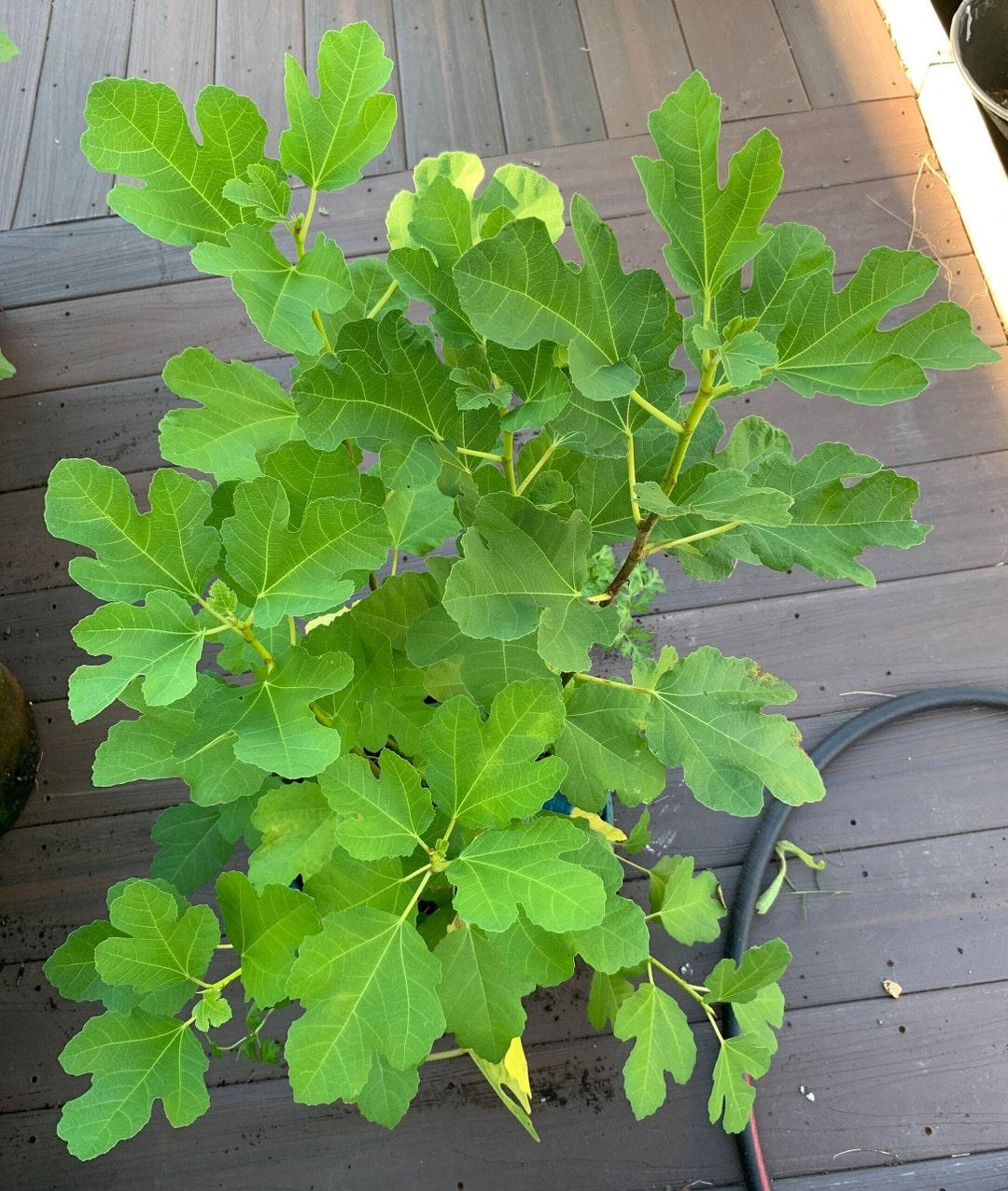 Ficus Carica Corky S Honey Delight Standard - View 11 from www redcrocus com