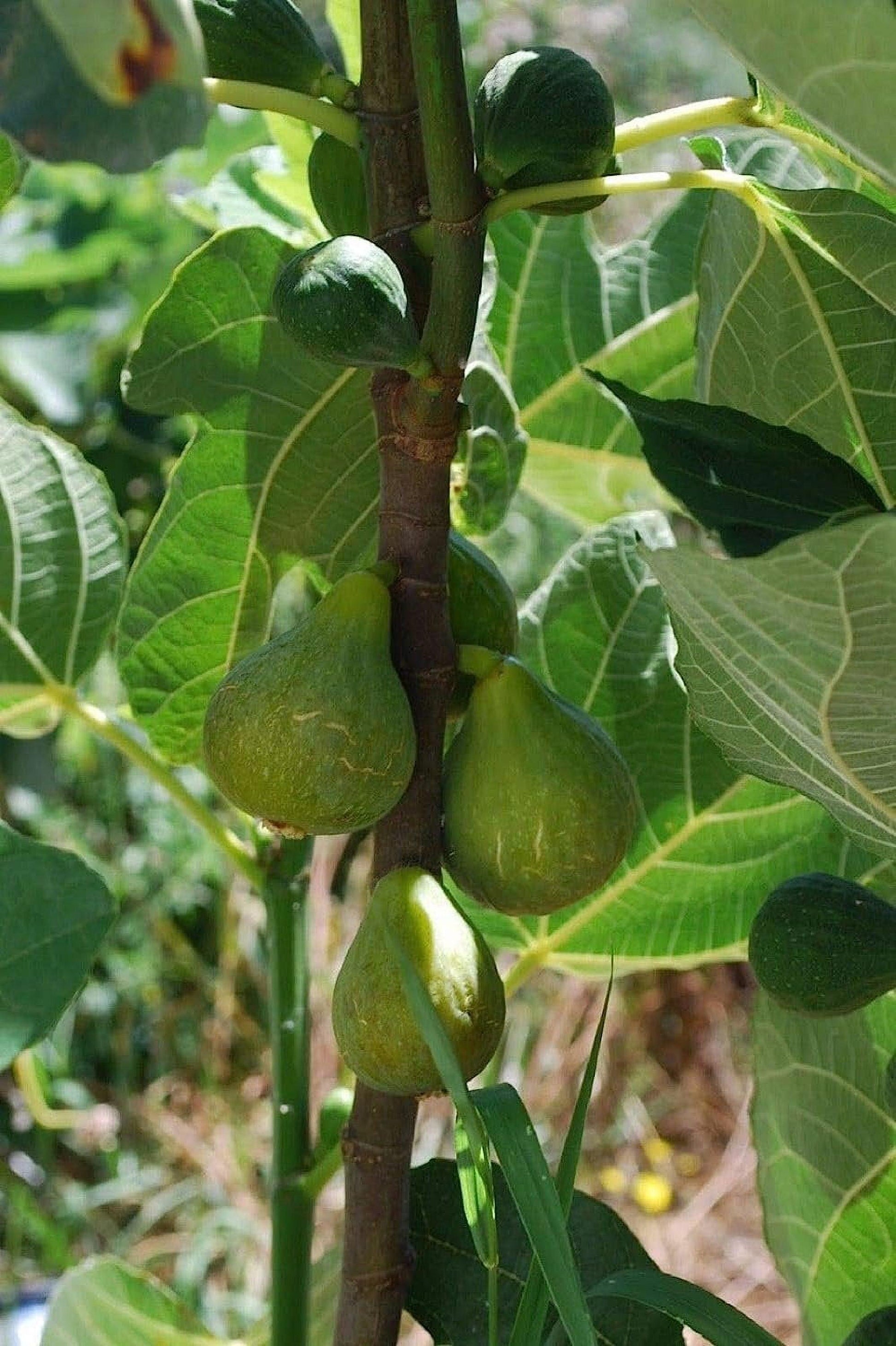 Ficus Carica Corky S Honey Delight Standard - View 18 from www redcrocus com