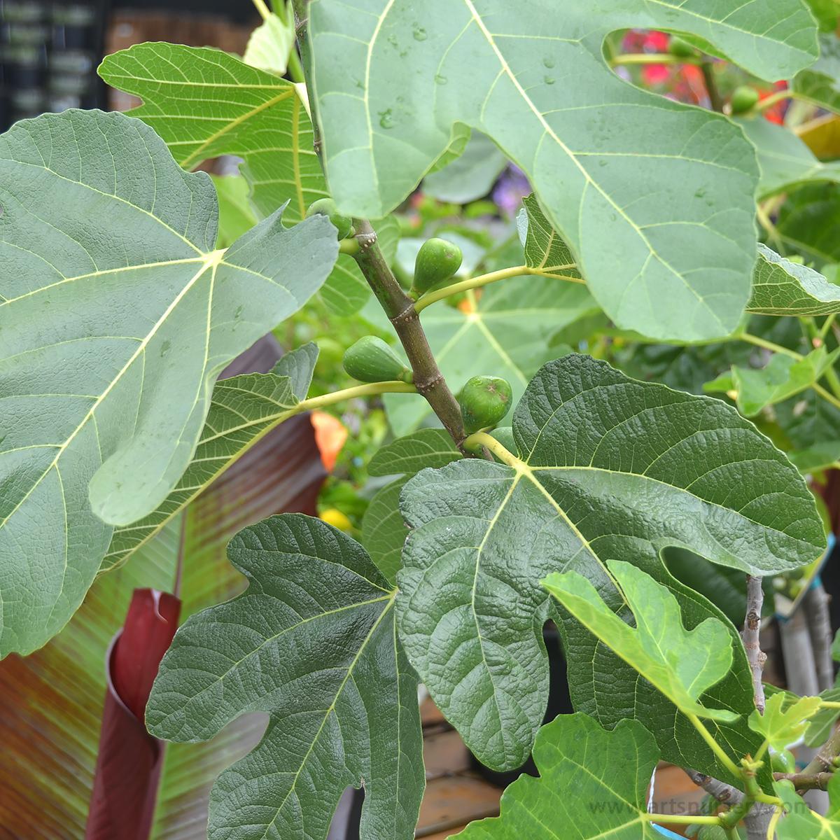 Ficus Carica Corky S Honey Delight Standard - View 1 from www redcrocus com