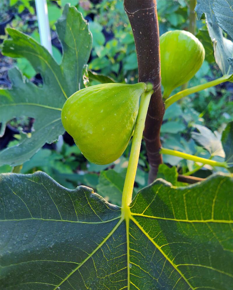 Ficus Carica Corky S Honey Delight Standard - View 5 from www redcrocus com