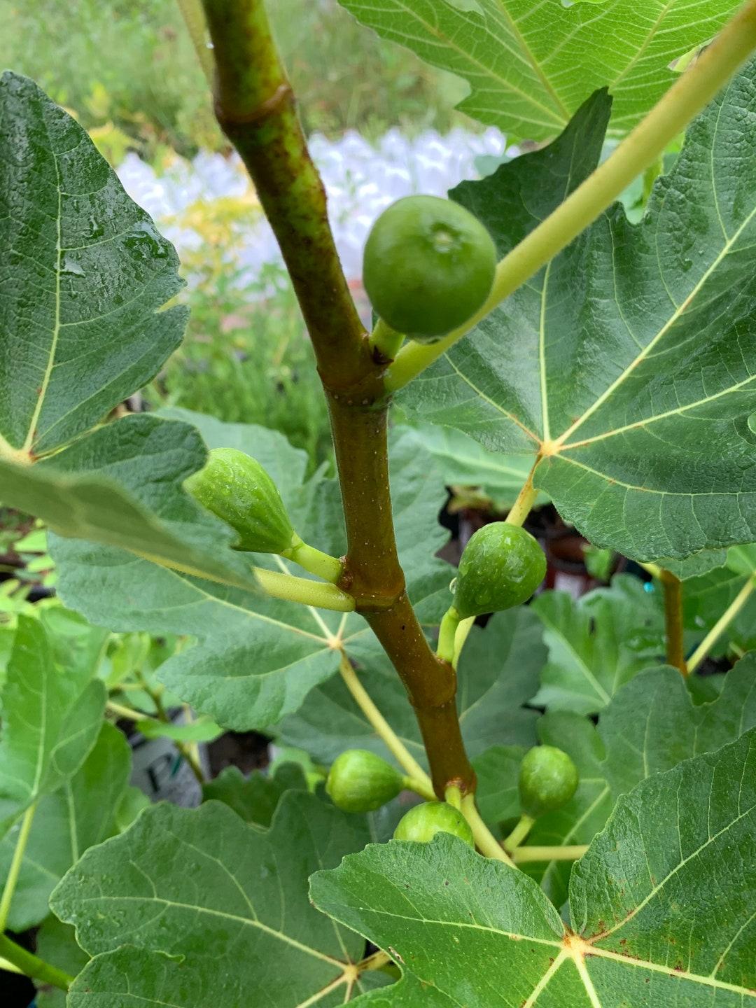 Ficus Carica Corky S Honey Delight Standard - View 6 from www redcrocus com