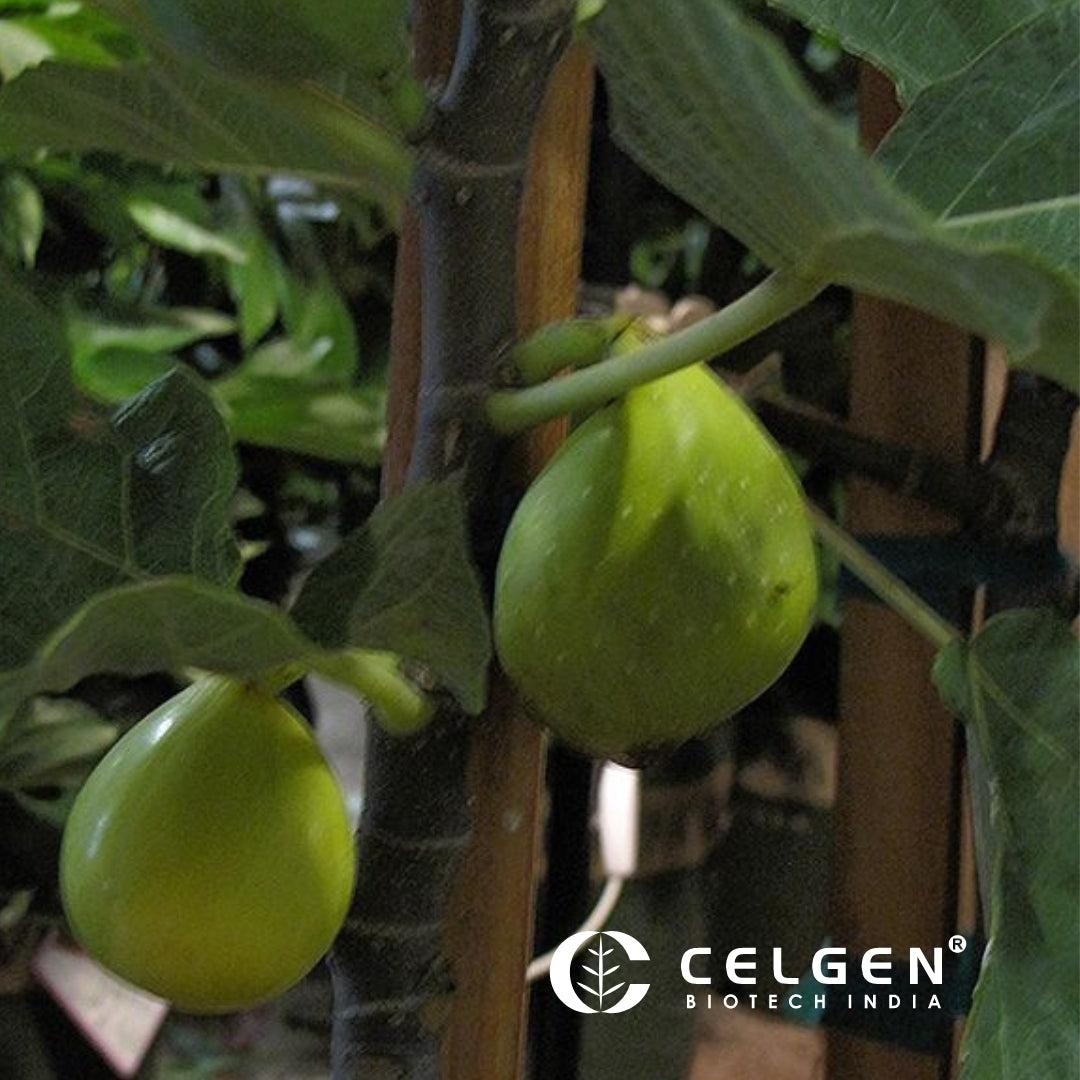 Ficus Carica Corky S Honey Delight Standard - View 9 from www redcrocus com