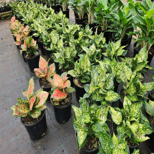 Aglaonema Assorted - View 10 from www redcrocus com