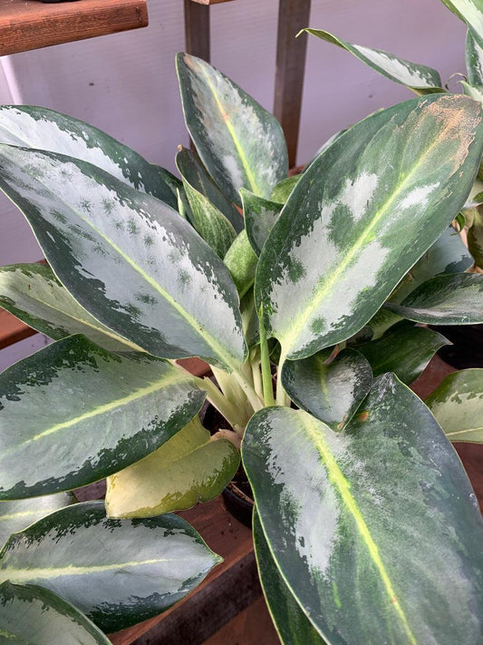 Aglaonema Assorted - View 11 from www redcrocus com
