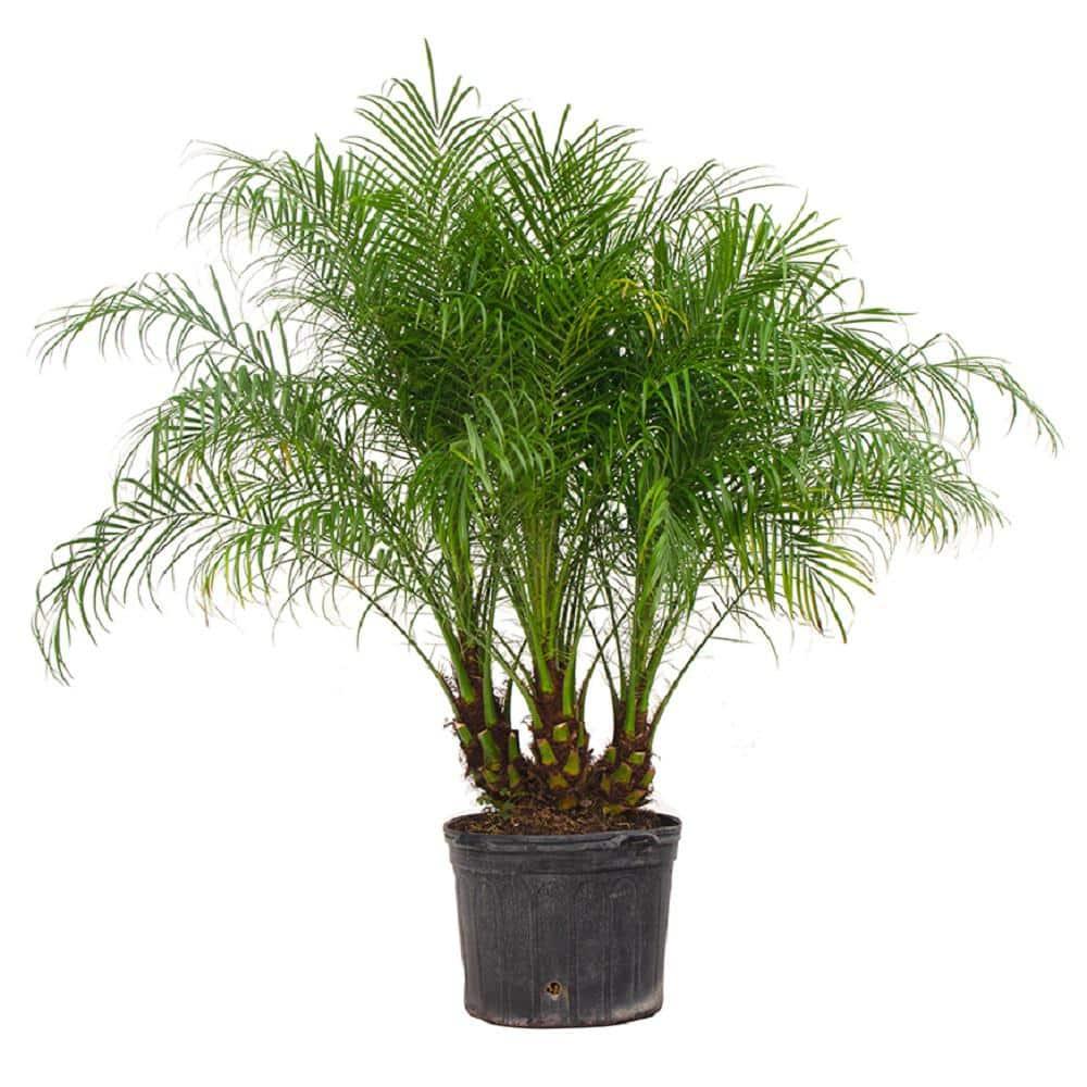 Palm Phoenix Roebelenii Multi - View 10 from www redcrocus com