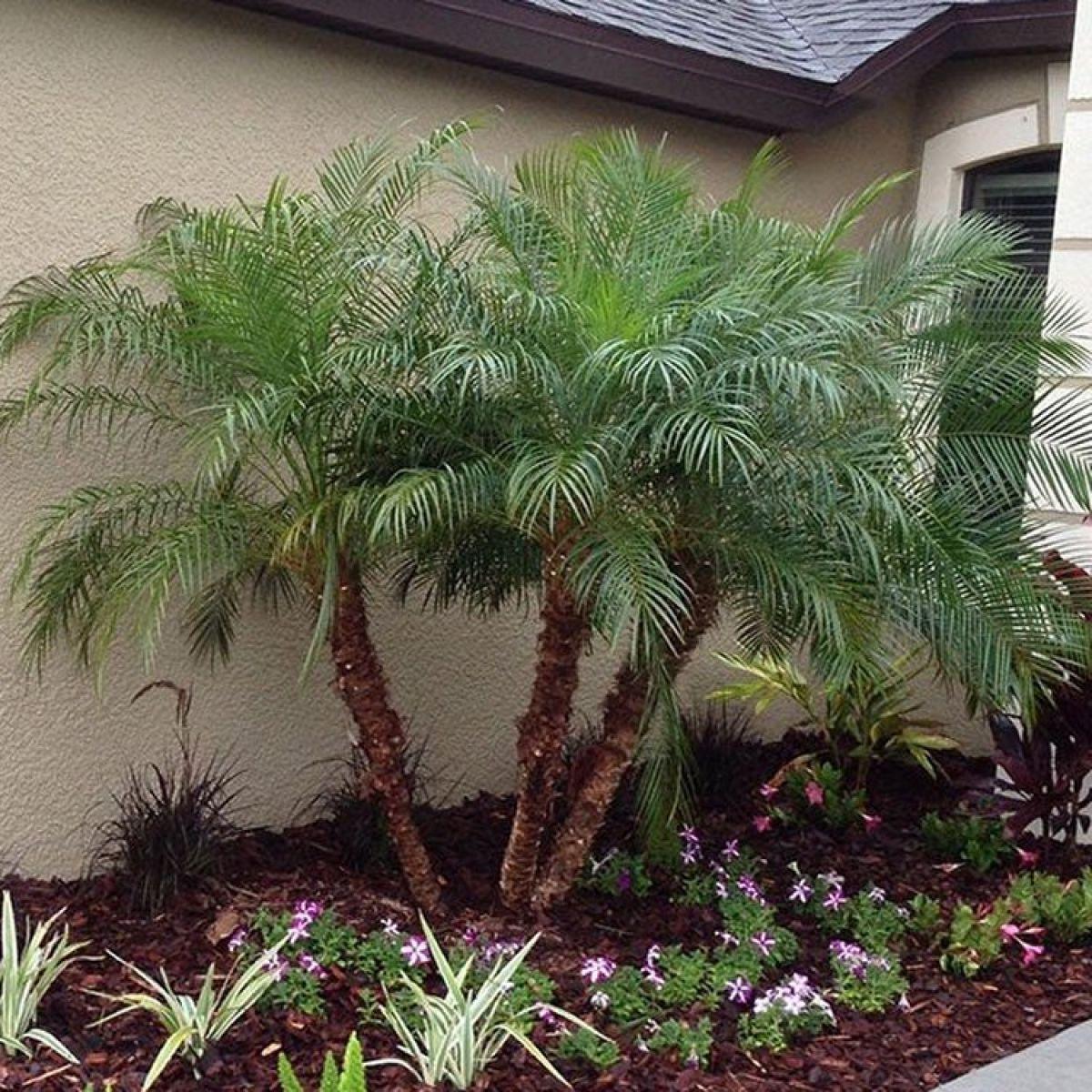Palm Phoenix Roebelenii Multi - View 12 from www redcrocus com