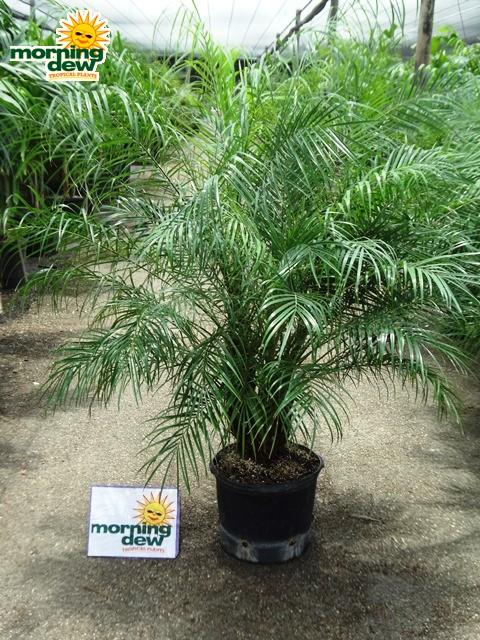 Palm Phoenix Roebelenii Multi - View 14 from www redcrocus com