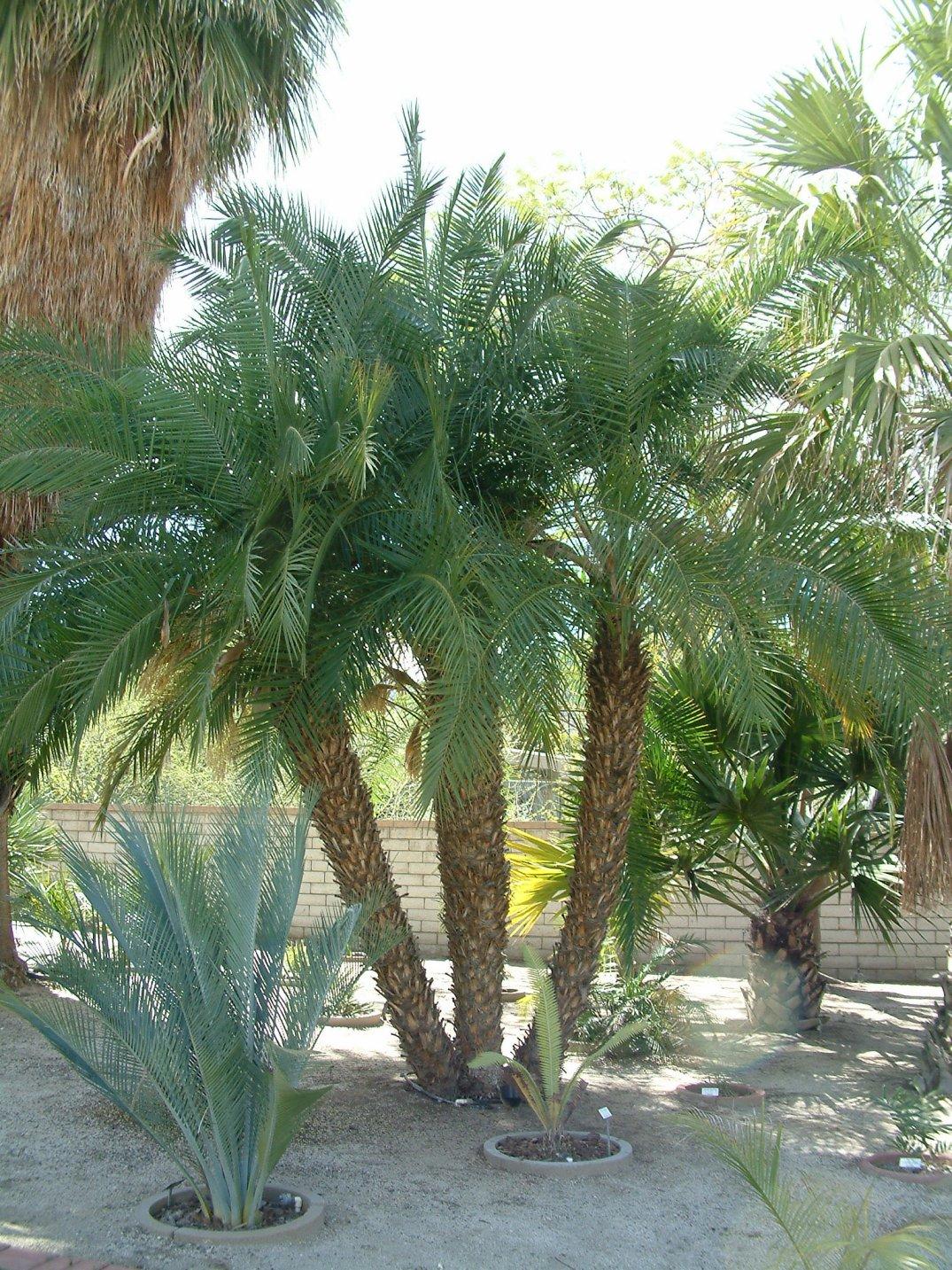 Palm Phoenix Roebelenii Multi - View 15 from www redcrocus com