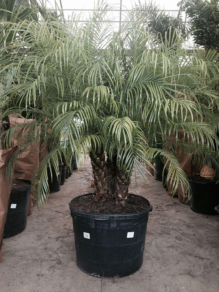 Palm Phoenix Roebelenii Multi - View 16 from www redcrocus com
