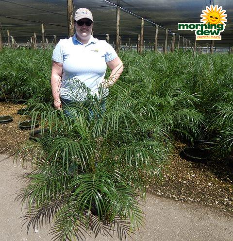 Palm Phoenix Roebelenii Multi - View 17 from www redcrocus com
