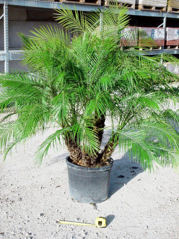 Palm Phoenix Roebelenii Multi - View 18 from www redcrocus com