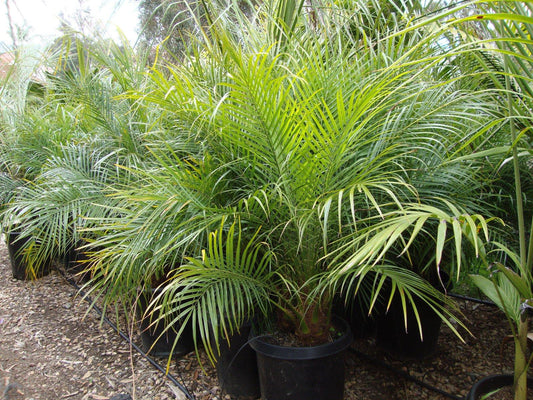 Palm Phoenix Roebelenii Multi - View 1 from www redcrocus com