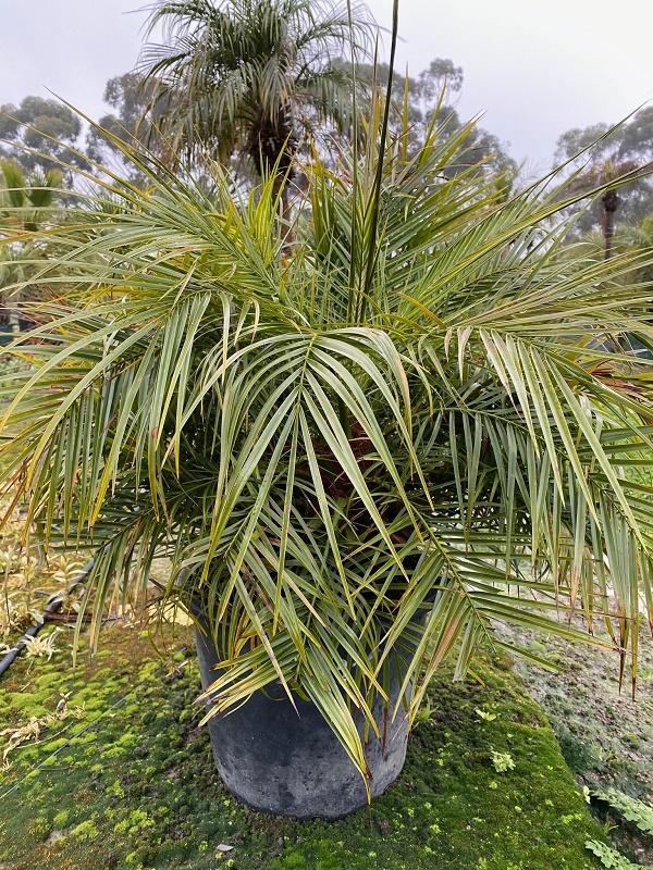 Palm Phoenix Roebelenii Multi - View 2 from www redcrocus com