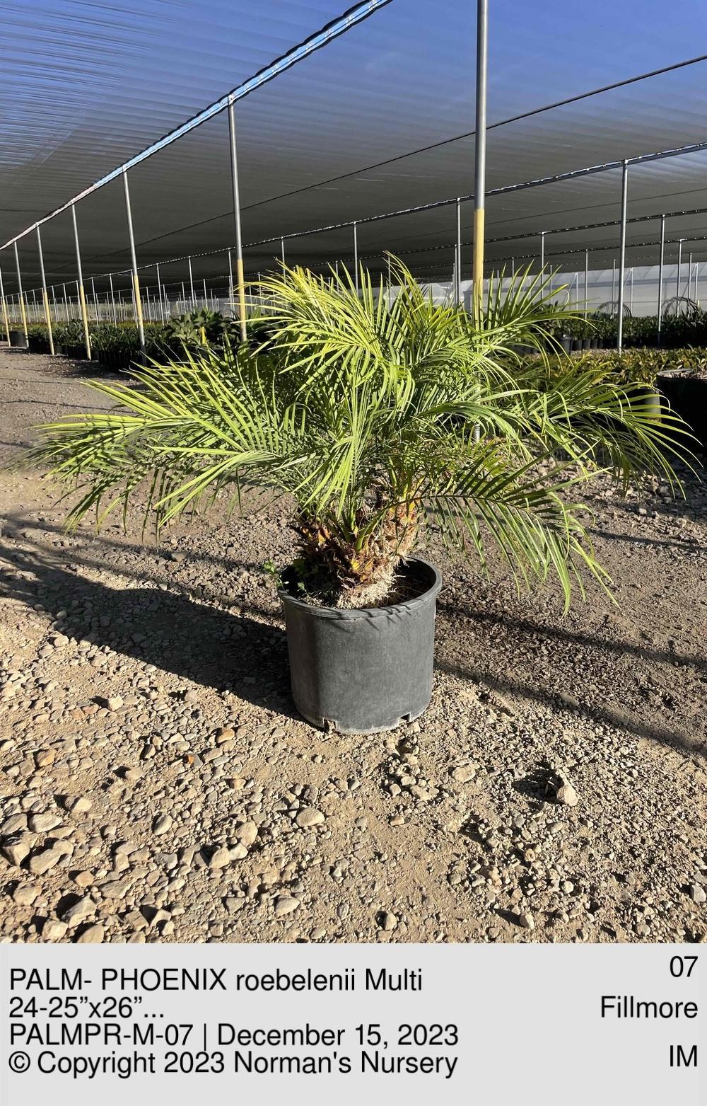 Palm Phoenix Roebelenii Multi - View 3 from www redcrocus com