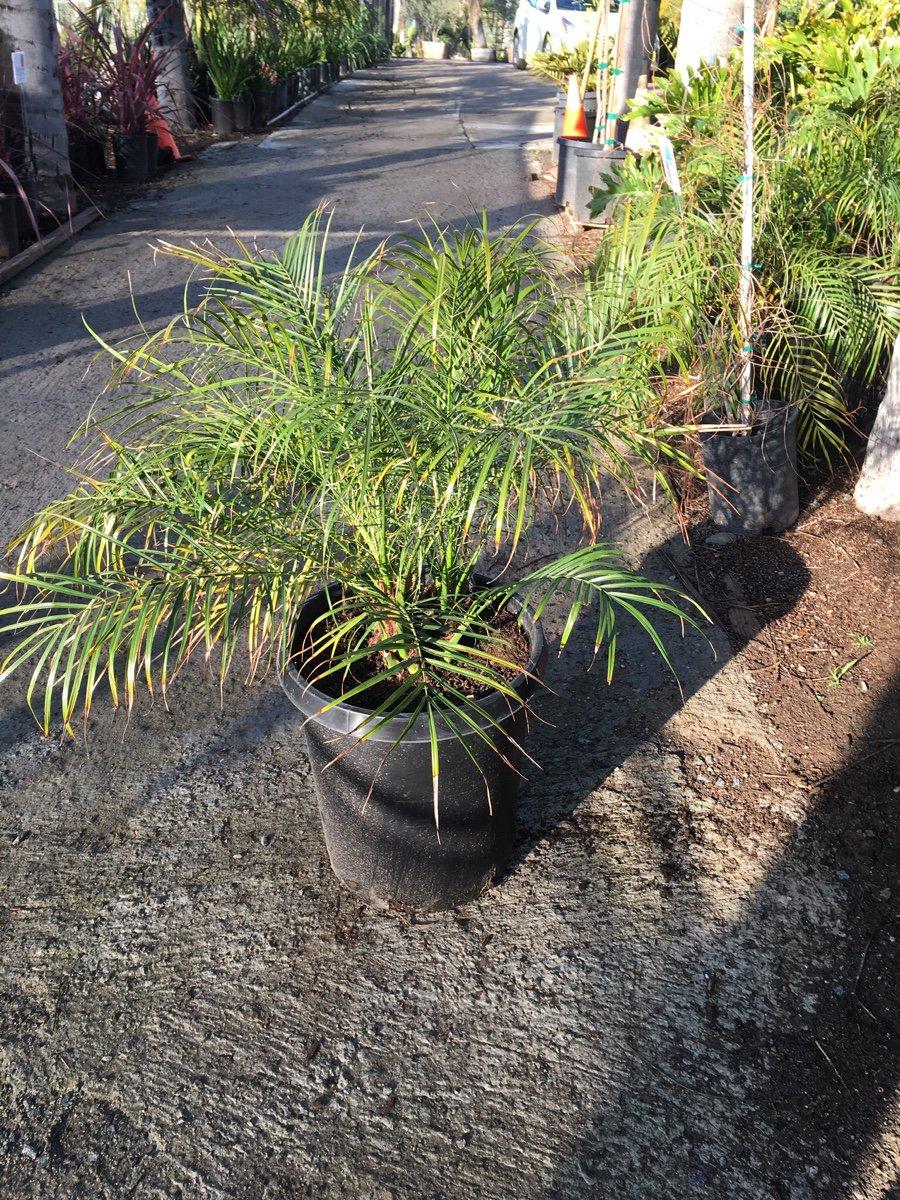 Palm Phoenix Roebelenii Multi - View 4 from www redcrocus com