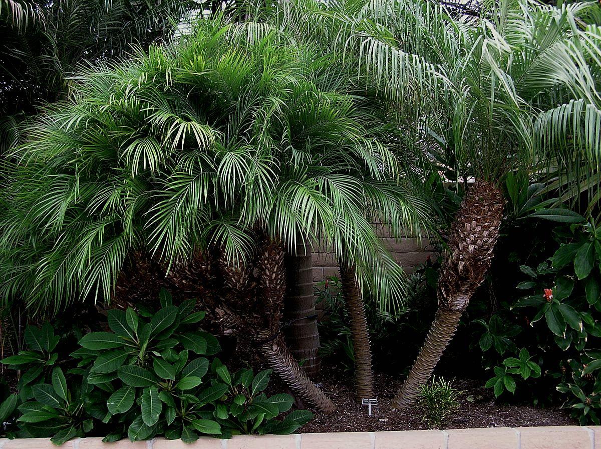 Palm Phoenix Roebelenii Multi - View 5 from www redcrocus com