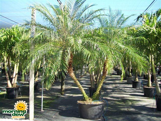 Palm Phoenix Roebelenii Multi - View 7 from www redcrocus com