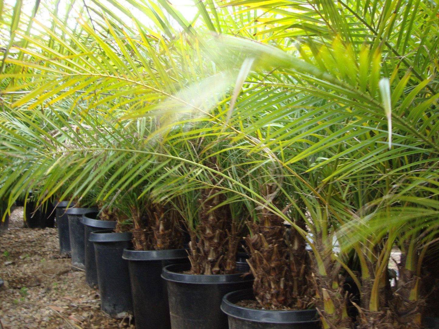 Palm Phoenix Roebelenii Multi - View 8 from www redcrocus com