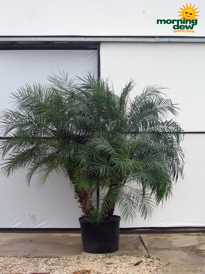 Palm Phoenix Roebelenii Multi - View 9 from www redcrocus com