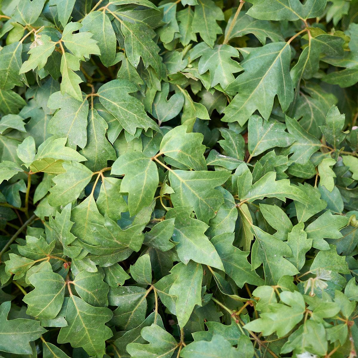 Cissus Rhombifolia - View 16 from www redcrocus com