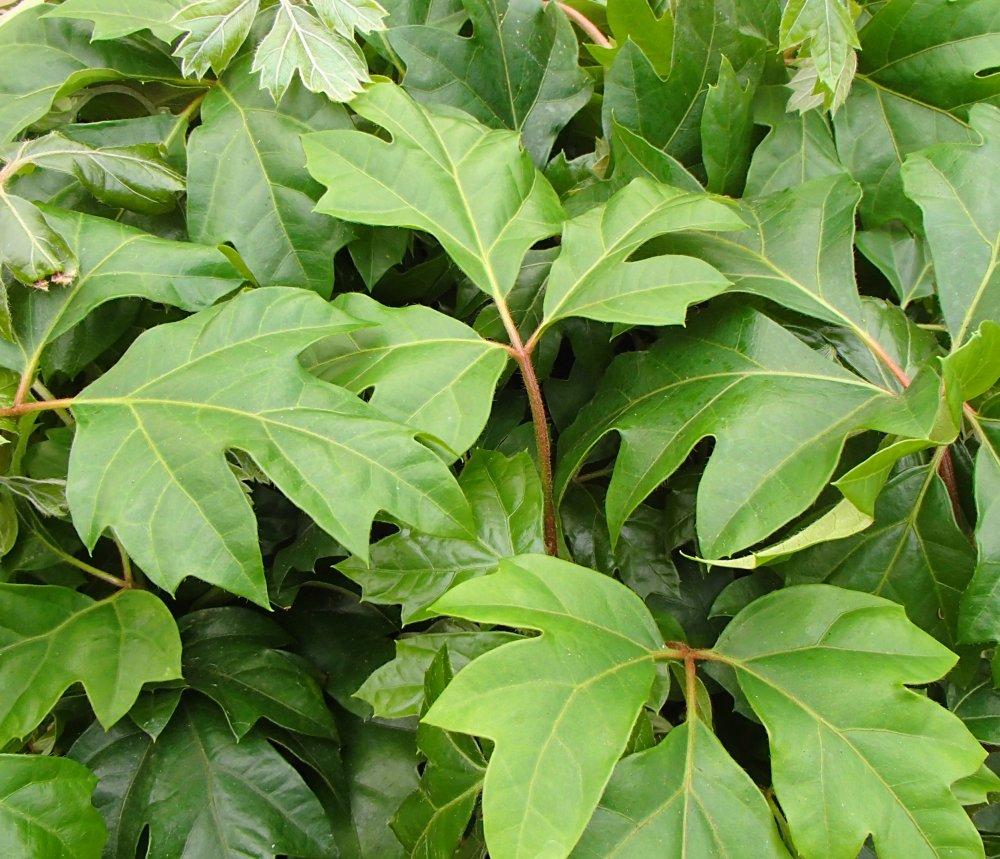 Cissus Rhombifolia - View 2 from www redcrocus com