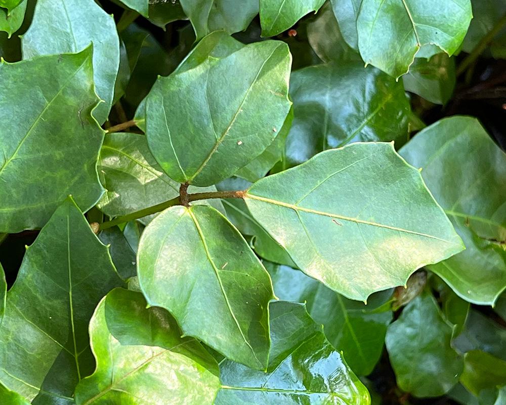 Cissus Rhombifolia - View 5 from www redcrocus com