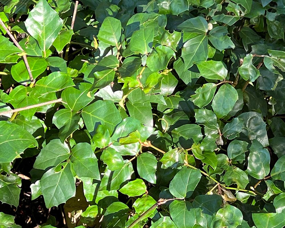 Cissus Rhombifolia - View 8 from www redcrocus com