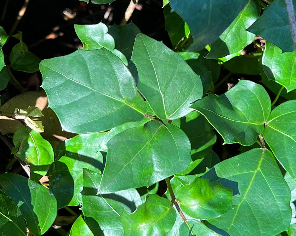 Cissus Rhombifolia - View 9 from www redcrocus com